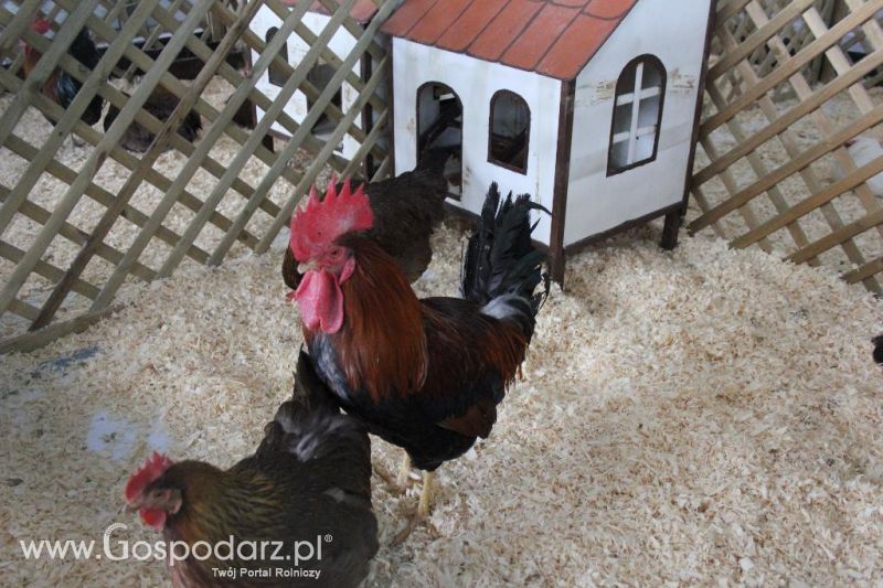 XXVI Krajowa Wystawa Zwierząt Hodowlanych - sobota i niedziela