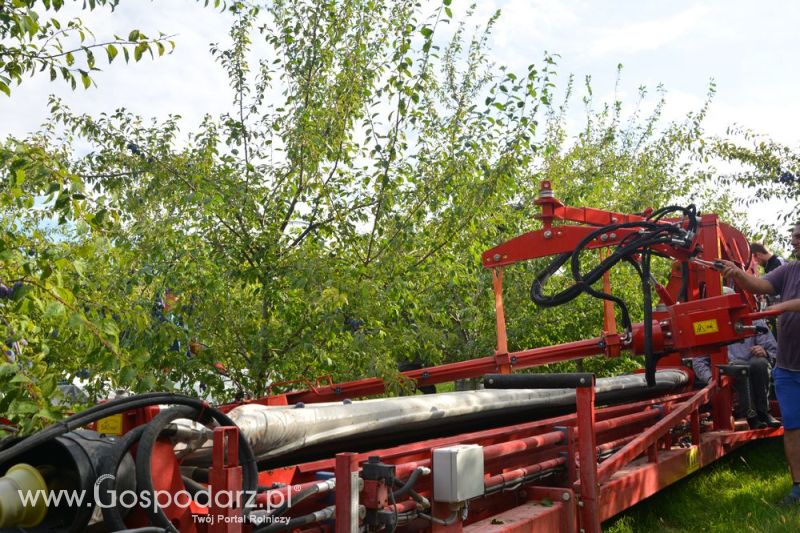 Zbiór śliwek agregatem MAJA CLASSIC