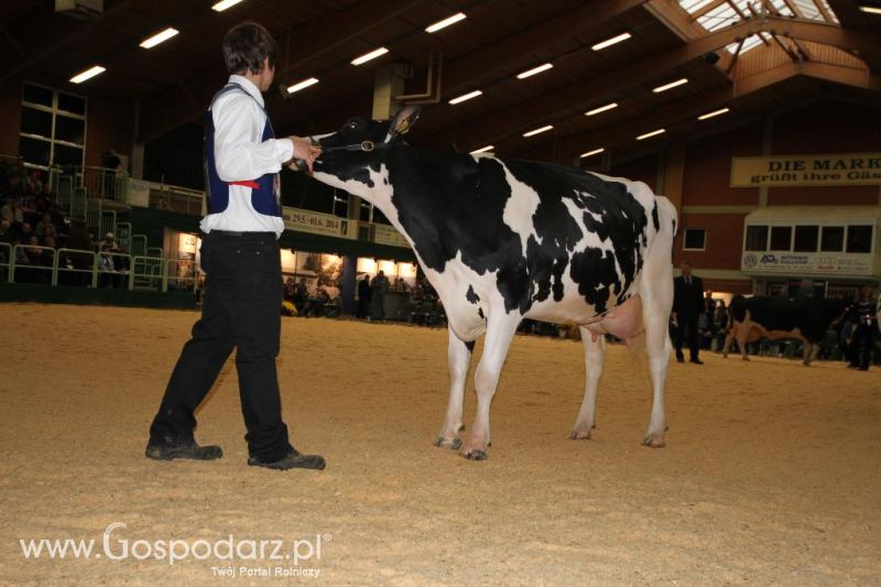 Wystawa  Blickpunkt Rind 2013 w miejscowości Paaren/Glien (Niemcy)