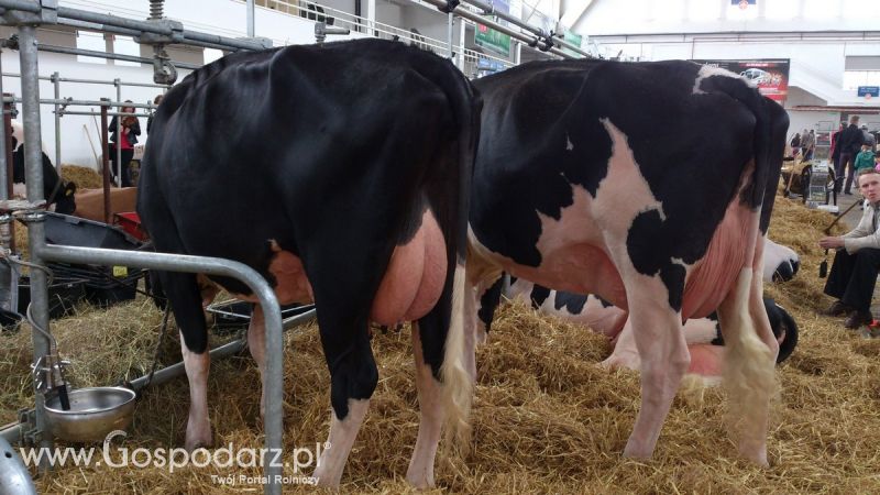 KWZH 2015. Bliskie spotkania ze zwierzętami hodowlanymi