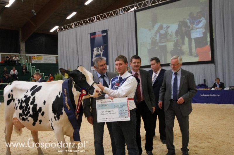 Wystawa  Blickpunkt Rind 2013 w miejscowości Paaren/Glien (Niemcy)