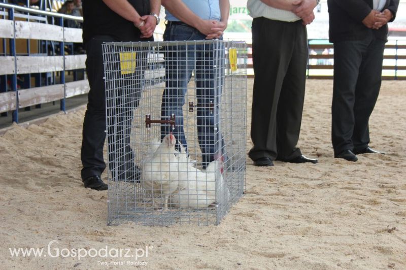 Drób - Szepietowo 2012 XIX Regionalna Wystawa Zwierząt Hodowlanych