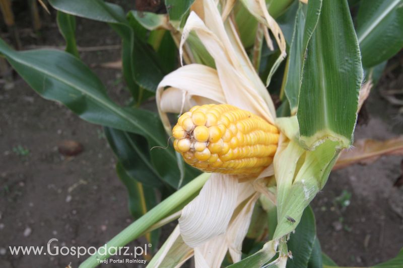 Poletka doświadczalne Caussade Nasiona w Dziećmiarkach 2017