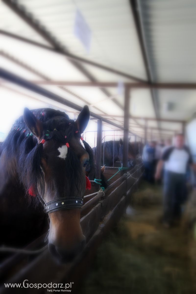 Wystawa zwierząt w Szepietowie