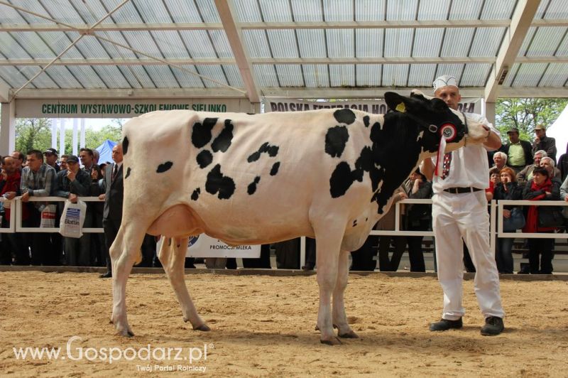 VII Ogólnopolska Wystawa Bydła Hodowlanego - Sielinko 2012