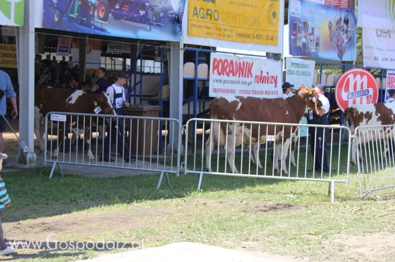 Bydło - Szepietowo 2012 XIX Regionalna Wystawa Zwierząt Hodowlanych
