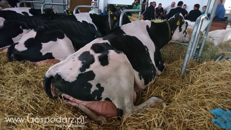 Narodowa Wystawa Zwierząt Hodowlanych 2019