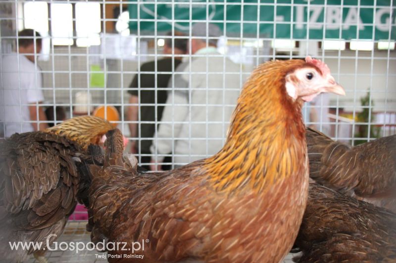 Drób - Szepietowo 2012 XIX Regionalna Wystawa Zwierząt Hodowlanych