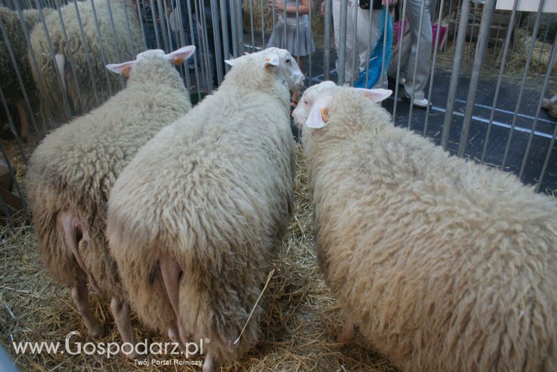 Owce i kozy na XXV Krajowej Wystawie Zwierząt Hodowlanych