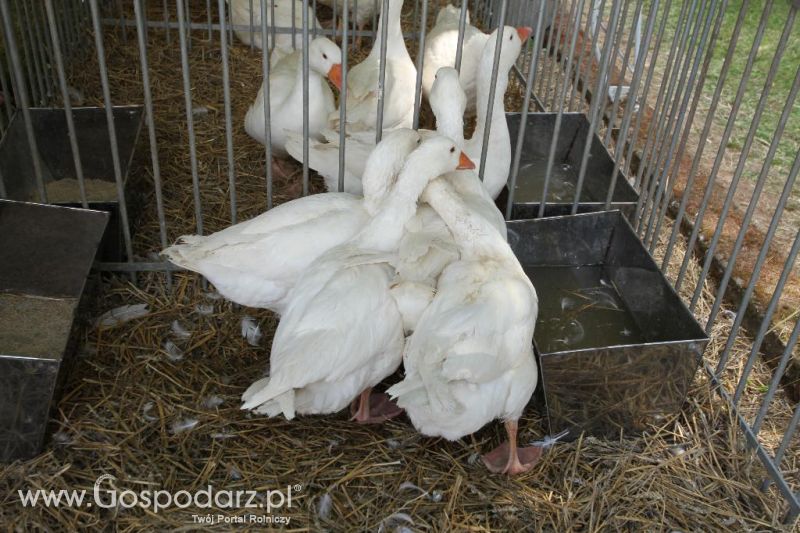 AGRO-TECH w Minikowie 2013