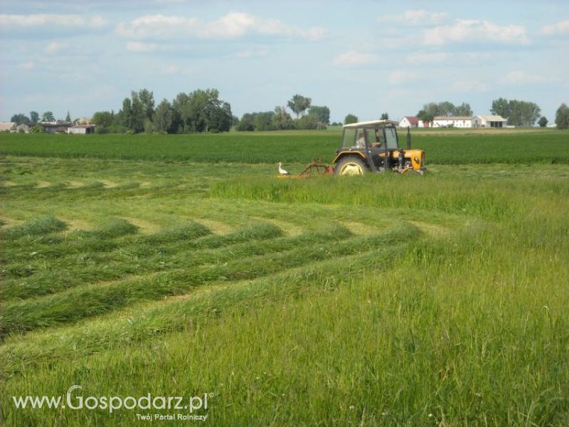 pierwsze sianokosy w roli głownej ursus c330M...