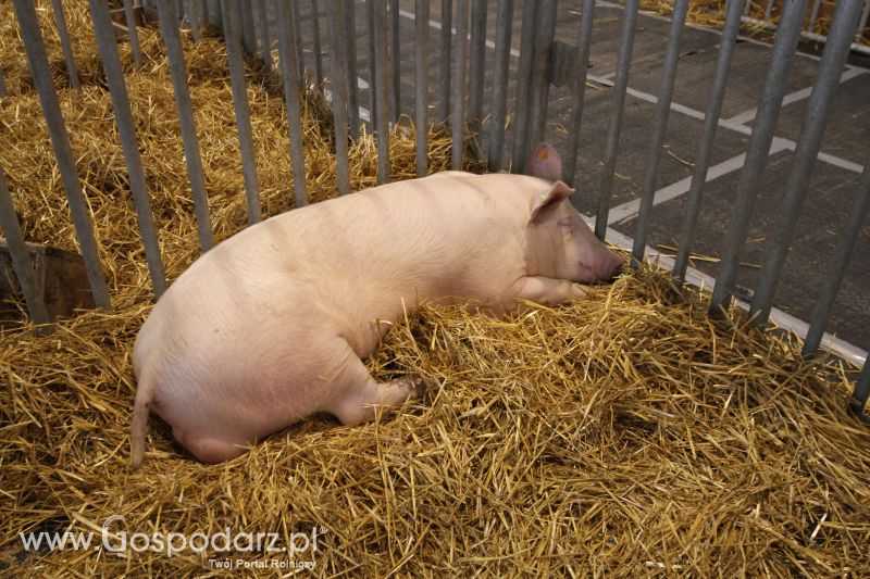 Polagra Premiery 2014 - czwartek