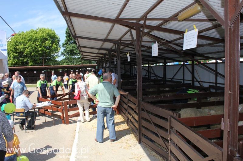 Owce- Szepietowo 2012 XIX Regionalna Wystawa Zwierząt Hodowlanych