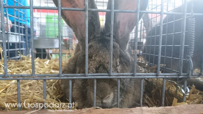 Narodowa Wystawa Zwierząt Hodowlanych 2019