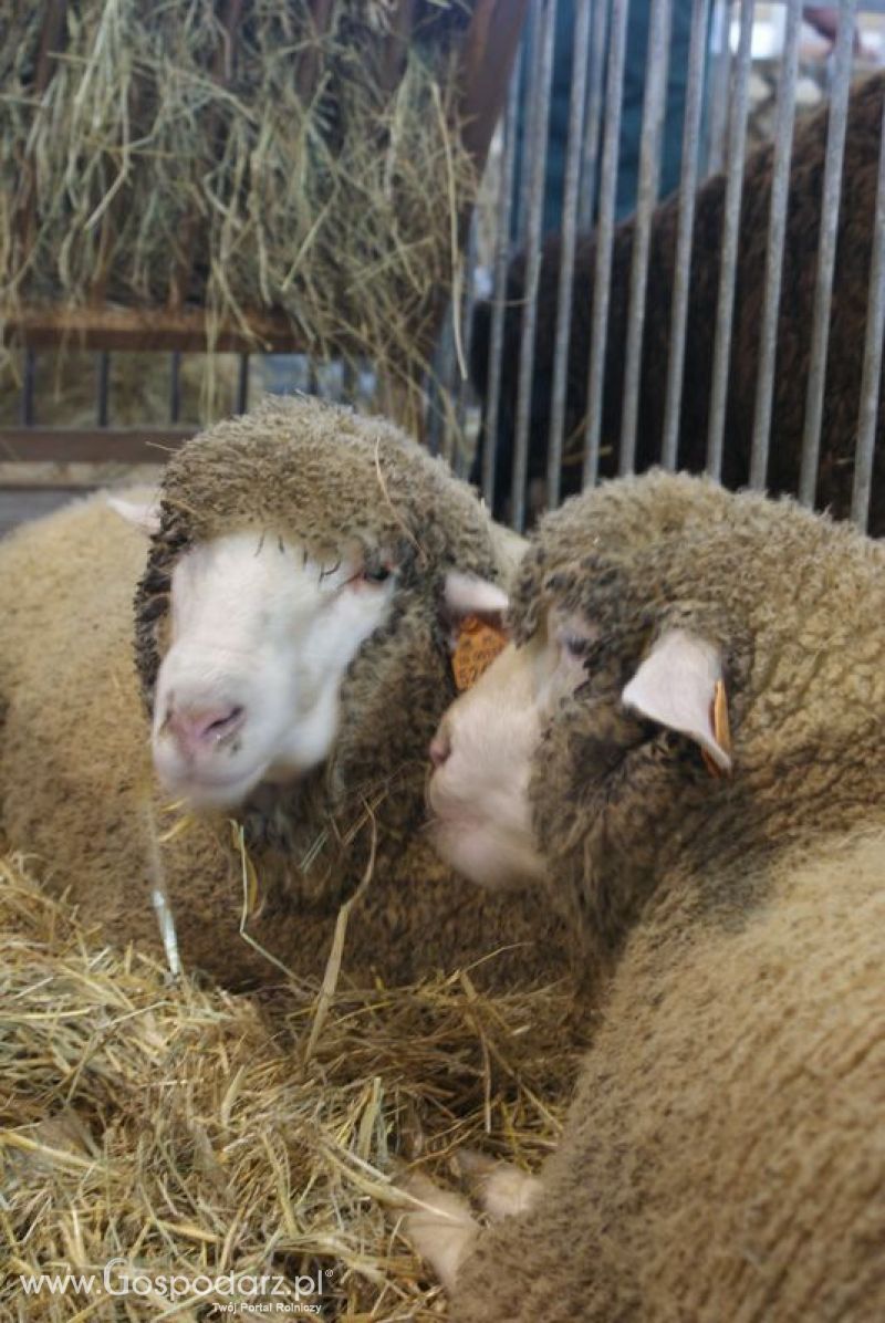 Owce i kozy na XXV Krajowej Wystawie Zwierząt Hodowlanych