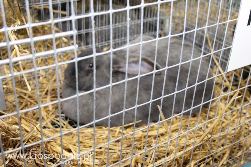XXVI Krajowa Wystawa Zwierząt Hodowlanych - piątek