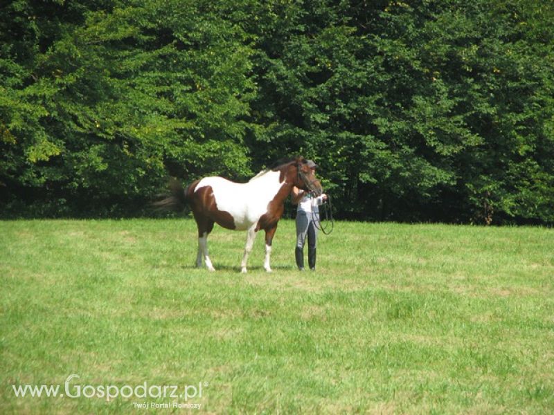 Krajowa Wystawa Ras Rodzimych Rudawka Rymanowska 2012