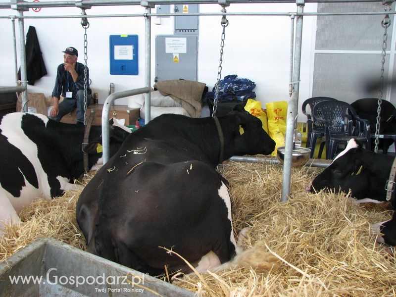 Bydło mleczne na XXV Krajowej Wystawie Zwierząt Hodowlanych