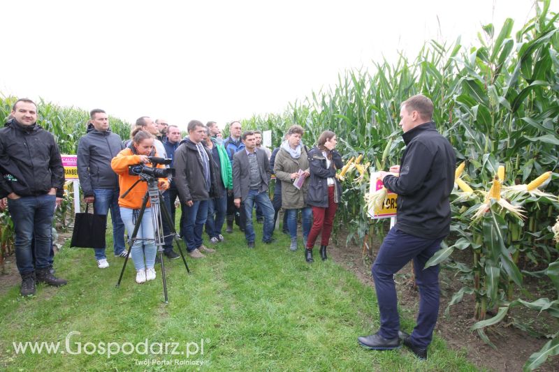 Poletka doświadczalne Caussade Nasiona w Dziećmiarkach 2017