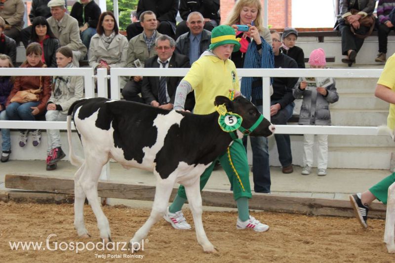 Mali Hodowcy VII Ogólnopolska Wystawa Bydła Hodowlanego w Sielinku 2012