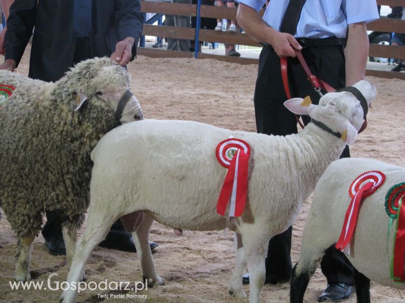 Owce- Szepietowo 2012 XIX Regionalna Wystawa Zwierząt Hodowlanych