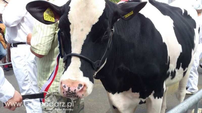 KWZH 2015. Bliskie spotkania ze zwierzętami hodowlanymi