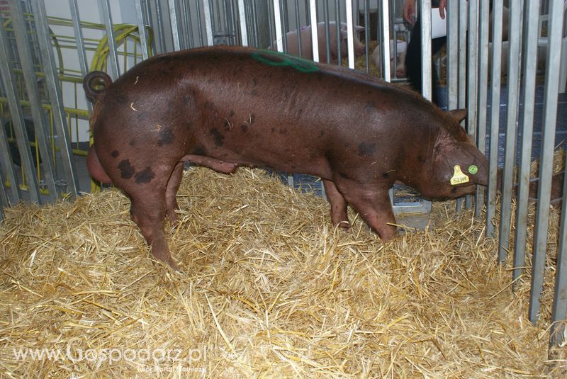 Lochy, knury na XXV Krajowej Wystawie Zwierząt Hodowlanych