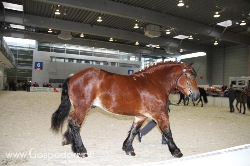 CAVALIADA 2013 w Poznaniu
