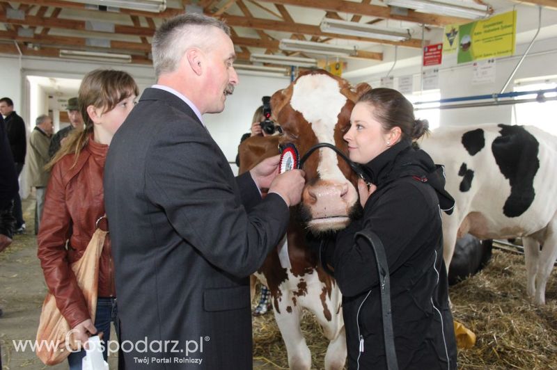 VII Ogólnopolska Wystawa Bydła Hodowlanego - Sielinko 2012