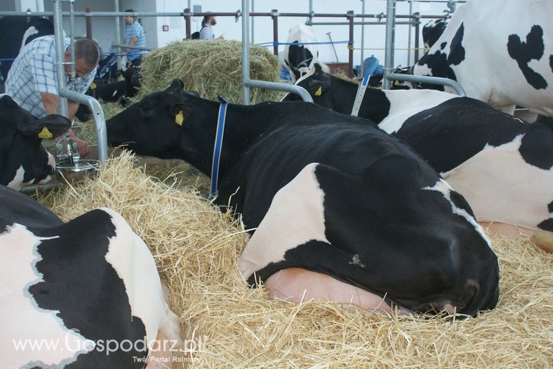 Bydło mleczne na XXV Krajowej Wystawie Zwierząt Hodowlanych