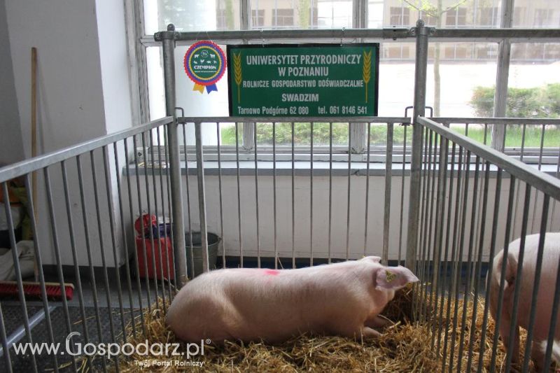 XXVI Krajowa Wystawa Zwierząt Hodowlanych - sobota i niedziela
