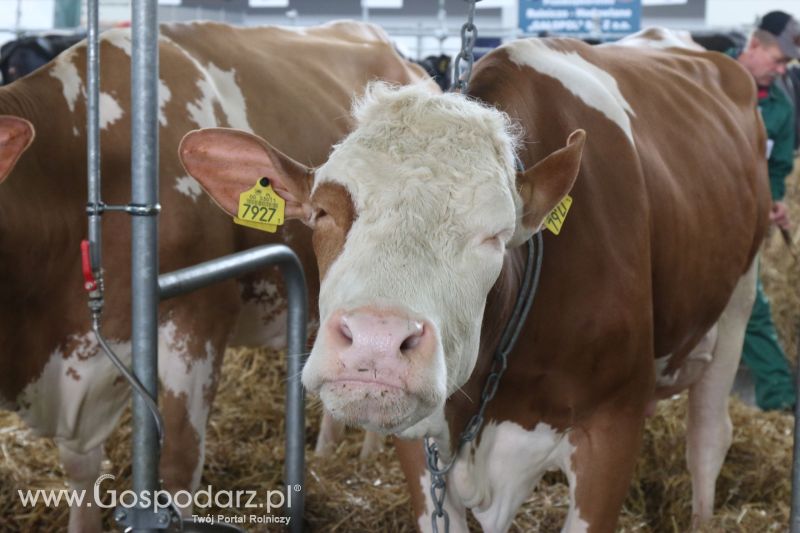 Krajowa Wystawa Zwierząt Hodowlanych w Poznaniu 2017 (sobota, 6 maja)