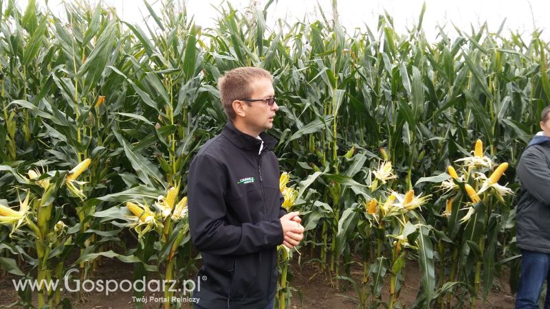 Poletka doświadczalne Caussade Nasiona w Dziećmiarkach 2017