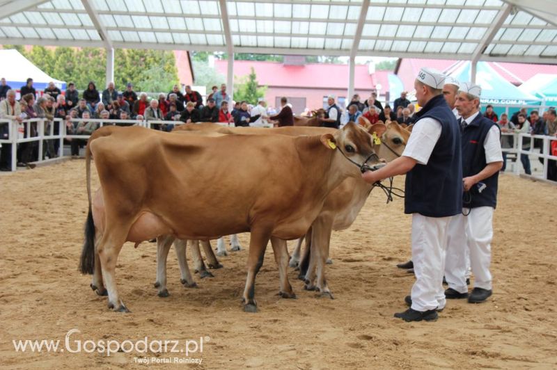 VII Ogólnopolska Wystawa Bydła Hodowlanego - Sielinko 2012