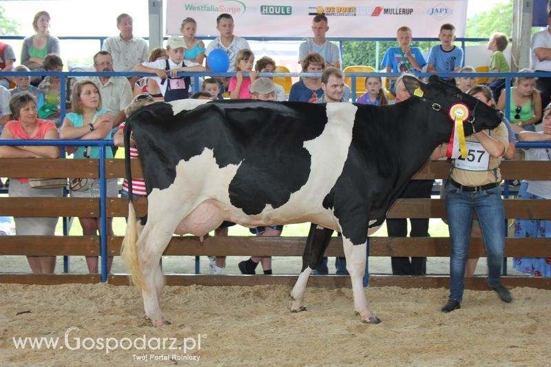 Bydło - Szepietowo 2012 XIX Regionalna Wystawa Zwierząt Hodowlanych