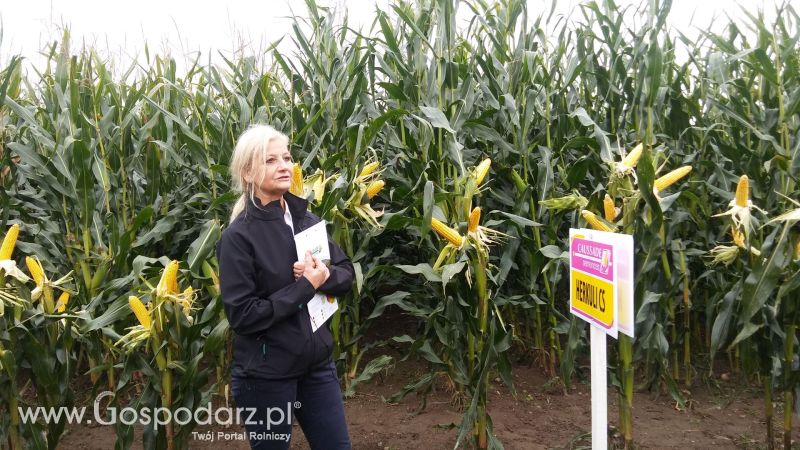 Poletka doświadczalne Caussade Nasiona w Dziećmiarkach 2017