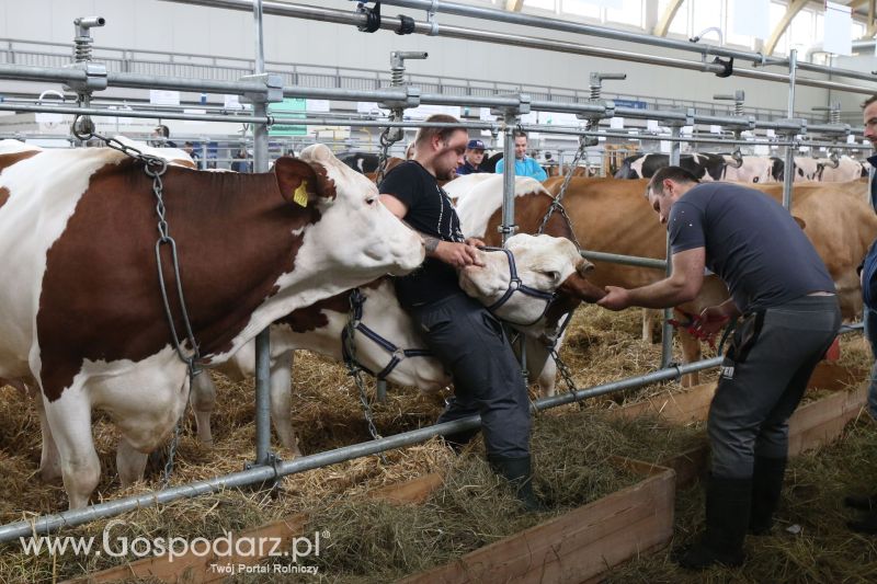 Krajowa Wystawa Zwierząt Hodowlanych w Poznaniu 2017 (piątek, 5 maja)