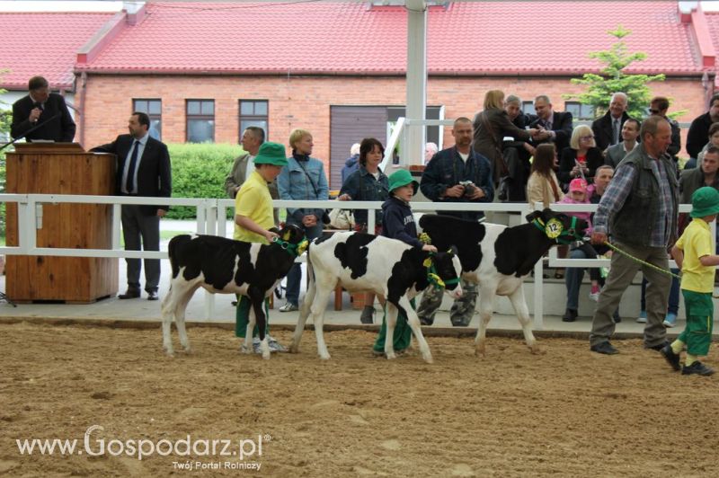 Mali Hodowcy VII Ogólnopolska Wystawa Bydła Hodowlanego w Sielinku 2012