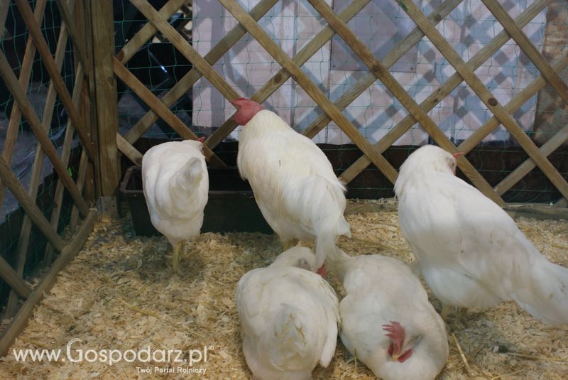 Gęsi, kury, kaczki, strusie na XXV Krajowej Wystawie Zwierząt Hodowlanych