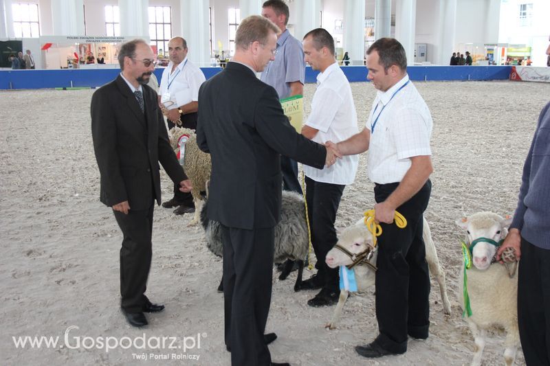 Wręczenie nagród czempionów w kategorii owce i kozy