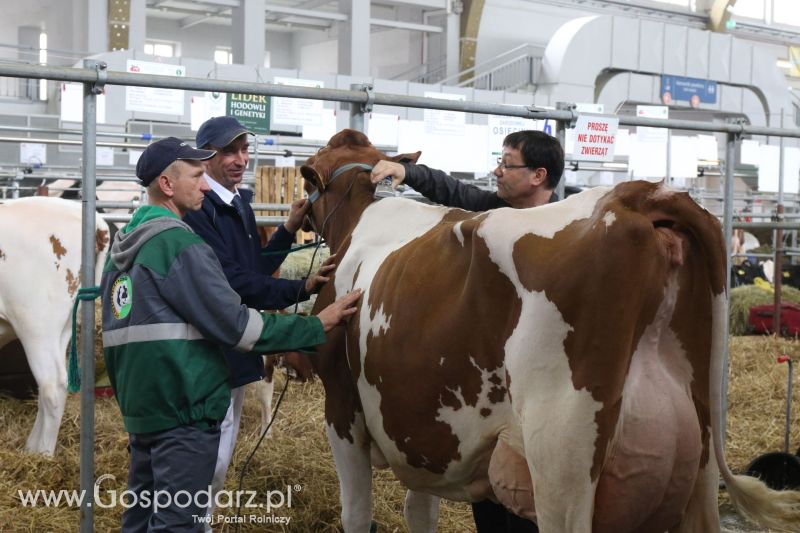 Krajowa Wystawa Zwierząt Hodowlanych w Poznaniu 2017 (sobota, 6 maja)