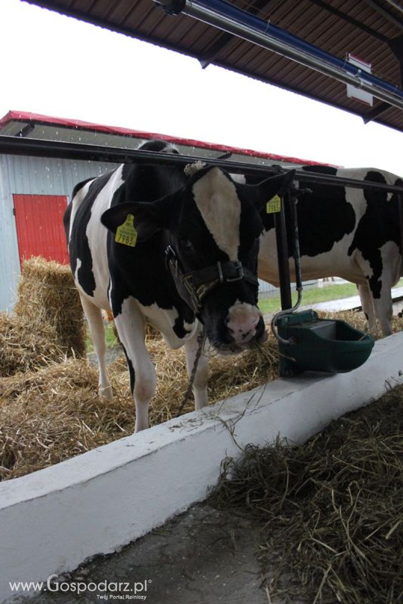 XVIII Regionalna Wystawa Zwierząt Hodowlanych w Szepietowie - przygotowania