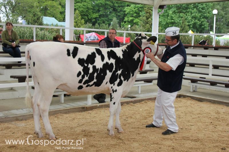 VII Ogólnopolska Wystawa Bydła Hodowlanego - Sielinko 2012