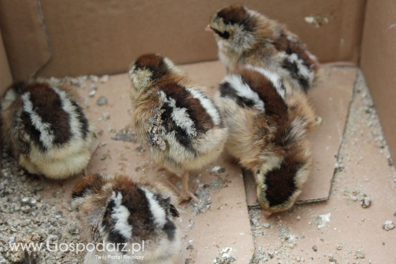 XVIII Regionalna Wystawa Zwierząt Hodowlanych w Szepietowie - niedziela