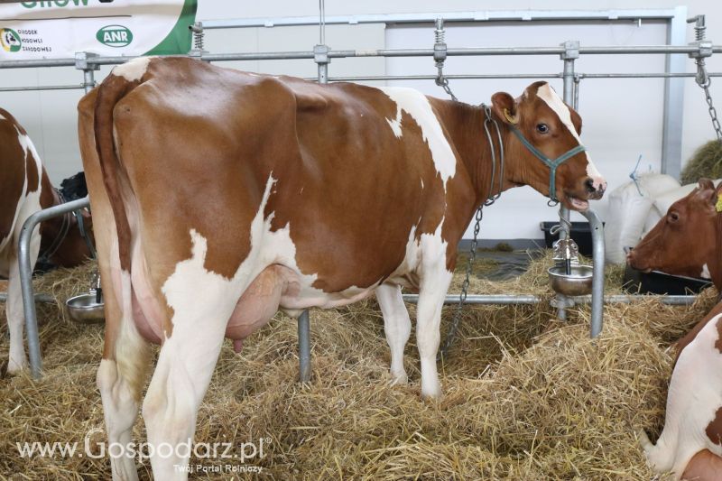Krajowa Wystawa Zwierząt Hodowlanych w Poznaniu 2017 (piątek, 5 maja)