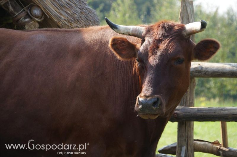 Biskupin - wioska pierwszych rolników