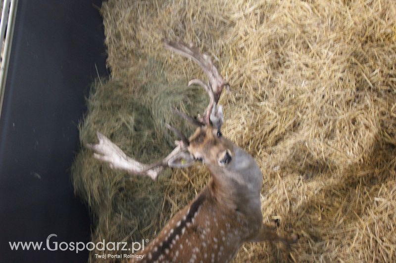 XXV Krajowa Wystawa Zwierząt Hodowlanych Niedziela