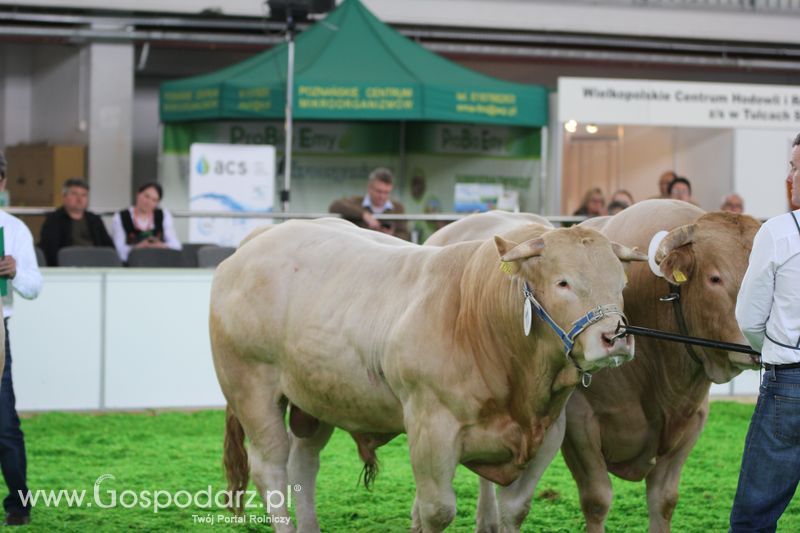 KWZH 2015 piątek