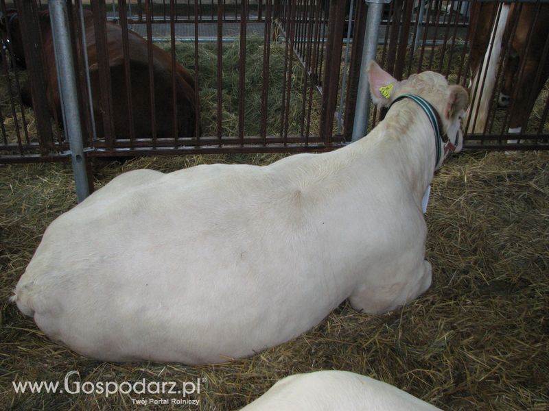 Bydło mięsne na XXV Krajowej Wystawie Zwierząt Hodowlanych