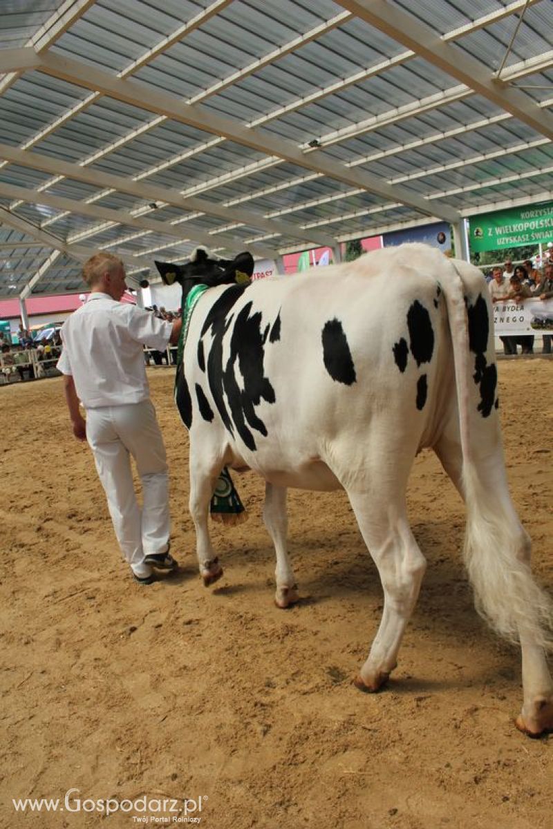Czempioni XVII Regionalnej Wystawy Zwierząt Hodowlanych Sielinko 2011